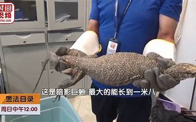 北京大兴出现一米长巨型蜥蜴 专家推断：是被放生的